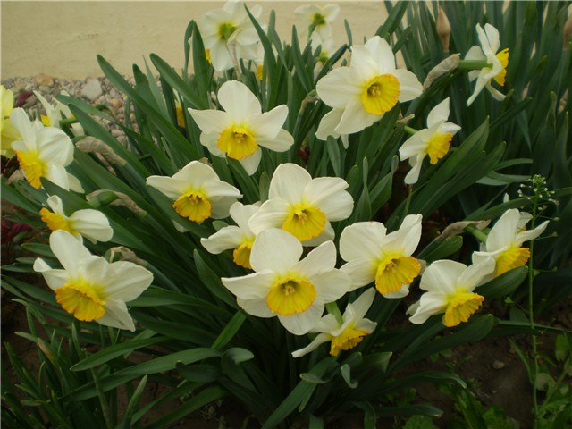 narcisi